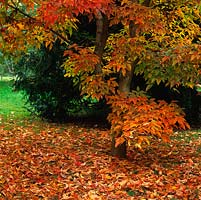 Acer triflorum, a rare maple with beautiful autumn colour, leaves of gold and red which form a dense carpet on the ground beneath.