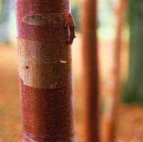 Betula x Hergest, bred by Stephen Lloyd, with distinctive, peeling silver and bronze bark.