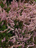 Polygonum vaccinnifolium, rock knotweed, a small perennial that cascades over walls with masses of pink flowers in spring. Is invasive, so best for rockery as opposed to small trough.