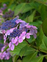 Hydrangea serrata, Lace Cap, a deciduous shrub bearing flage flowerheads of blue buds opening to pink flowers from summer into autumn
