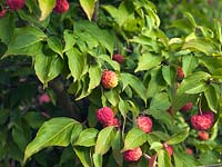 Cornus kousa 'Norman Haddon', a small tree that in autumn bears strawberry like fruits