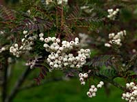Sorbus 1945 AGS China 1994 bred from seed brought back from China by a plant hunter. Mountain ash or Rowan, with white berries in autumn