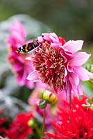 Dahlia 'Mambo' with butterfly