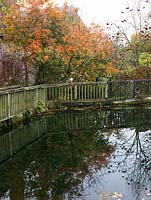 Reflected in lake, wooden walkway and yellow and orange foliage of Cotinus coggygria Flame, smoke bush.