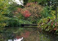 Acer davidii 'George Forest' hangs over the lake near a wooden bridge. Darmera peltata leaves grow on right bank.