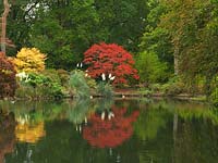 Top Pond with reflections of  Acer Palmatum - Japanese Maples