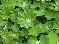 Alchemilla mollis, the Mercury Plant, a perennial so named for the globules of water that settle within its leaves.