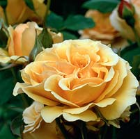 Rosa 'Amber Queen', a modern apricot coloured floribunda. Has won many awards for its sweet scent and flowering summer-autumn.