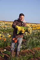 A daffodil picker in a commercial daffodil field, Cornwall