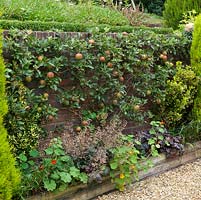 Tall retaining wall up which Cox's apple trees are espaliered.  Conifers add winter structure to each side, heuchera and nasturtium at their feet.