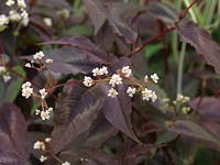 Persicaria microcephala 'Red Dragon', a perennial with striking dark red leaves and tiny white flowers.