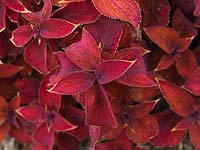 Solenostemon scutellarioides 'Wizard Mix', coleus, an annual grown for its varied, colourful foliage.