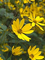 Helianthus, a vigorous, very tall perennial which forms dense clumps with masses of pretty, golden yellow, daisy-like flowers from late summer into autumn.
