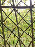 Detail of willow structure showing Universal Weave made from vertical uprights, horizontal binders - not living, and angled weavers.