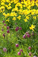 Narcissus 'Little Witch' with Fritillaria meleagris