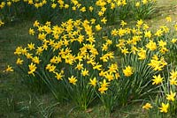 Narcissus 'Little Witch' 