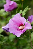 Hibiscus syriacus, a late flowering shrub with pretty pink flowers. Needs a sunny position.