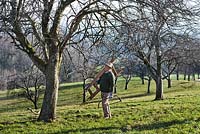 Man fully equipped for cutting fruit trees in an old traditional orchard.