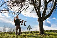 Man with a ladder next to the mature apple tree.