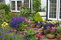 Front garden with container planting displays. Lobelia, Petunia, Fuchsia, Pelargonium, Lavandula angustifolia, Diascia, Geranium, Argyranthemum frutescens. 