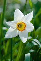 Narcissus 'Barrett Browning'. April