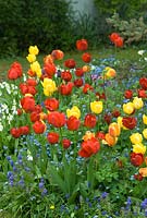 Tulipa 'Apeldoorn' and 'Golden Apeldoorn' with forget me nots, grape hyacinths and bluebells. April