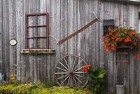 Raised stone border with Lysimachia nummularia 'Aurea' - Creeping Jenny against an old wooden barn wall decorated with a window frame, saw, wagon wheel and planter with red Begonia x tuberhybrida flowers in backyard rustic garden in summer, Quebec, Canada