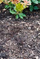 Garden compost used as a mulch