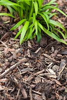 Bark - wood chips used as a mulch