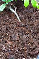 Rotted manure used as a mulch