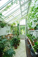 Interior of lean-to conservatory with orchids, palms and tender climbers.