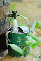 Filling a watering can with rain water from a waterbutt