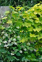 Clematis 'Paul Farges' viticella group growing with Humulus lupulus 'Aureus'