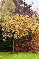 Malus 'Red Sentinel'. Fruits and autumn leaves