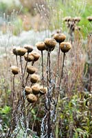 Rhaponticum cynaroides. Seed heads in autumn