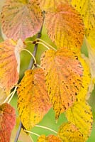 Davidia involucrata autumn leaves