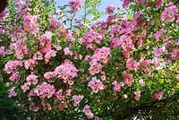 Rosa 'Kew Rambler'. David Austin Rose Gardens, Shropshire.