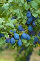 Prunus insititia 'Prune Damson'