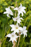 Gladiolus x colvillii 'The Bride'. Veddw House Garden, Monmouthsire, Wales. June 2014.
