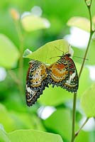 Tropical butterflies mating