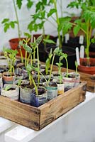 Runner bean seedlings raised in paper pots in wooden seed tray