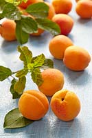 Prunus armeniaca 'Tros Oranje'