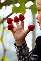 Young girl with raspberries on her fingers 