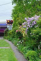 Lilac, Rosa xanthina 'Canary Bird' and tree peonies in mixed border. Train passing level crossing in background. The Crossing House, Shepreth, Cambridge