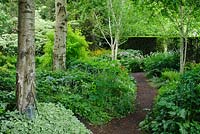 Woodland garden with birch trees, Aegopodium podagraria 'Variegatum' - variegeted ground elder, Cornus alternifolia 'Variegata', Philadelphus coronarius 'Aureus'. The Shade Garden, Wollerton Old Hall, Shropshire