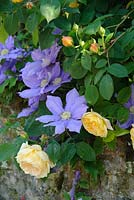 Rosa 'Graham Thomas' with clematis spilling over a garden wall