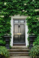 Black front door surrounded by Hydrangea anomala subsp. petiolaris. Stone steps. Tasteful black and white colour theme. Cast iron urns. Maid's Causway, Cambridge