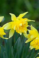Narcissus 'Telamonius Plenus' - Div 4 - Historical daffodil pre 1620. Syn. N. 'Van Sion'