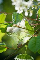 Bird Cherry Ermine moth - Yponomeuta evonymella larvae in web on Prunus padus - bird cherry