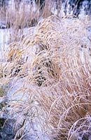 Stipa calamagrostis with frost